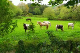 GRANJA LABRADA