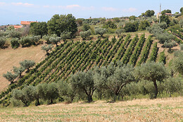 McCalin vini artigianali