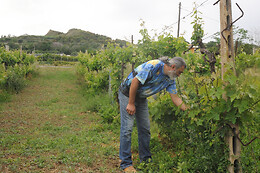 McCalin vini artigianali