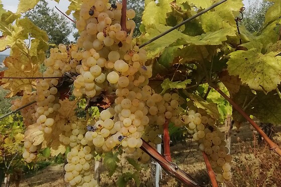 Az.Agricola Rabasco - photo 1