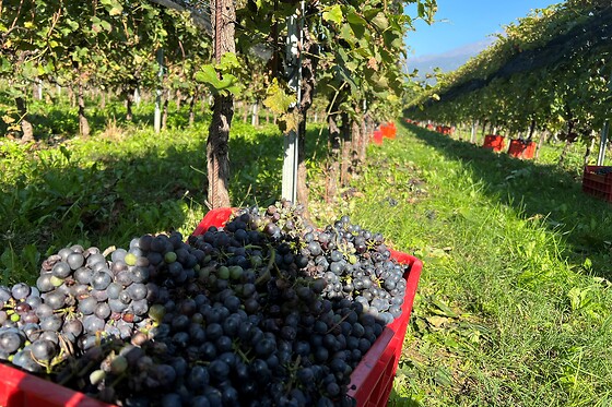 Terre del Creario - photo 6
