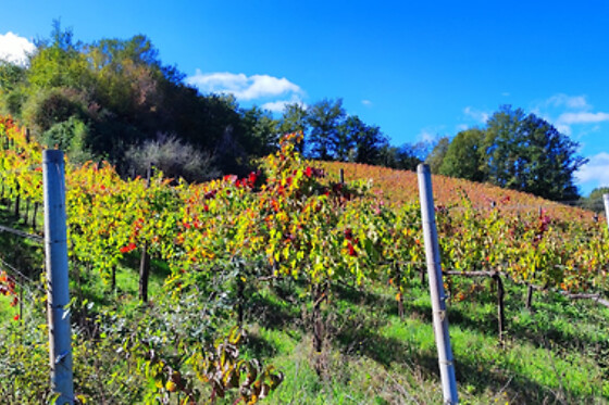 Tenuta De Lisio - photo 0
