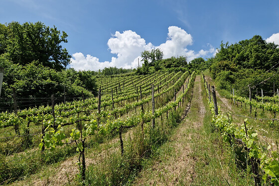 Tenuta De Lisio - photo 2