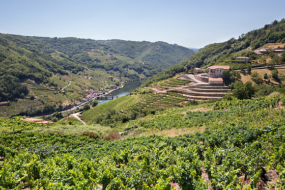 ADEGAS E VIÑEDOS VIA ROMANA - photo 0