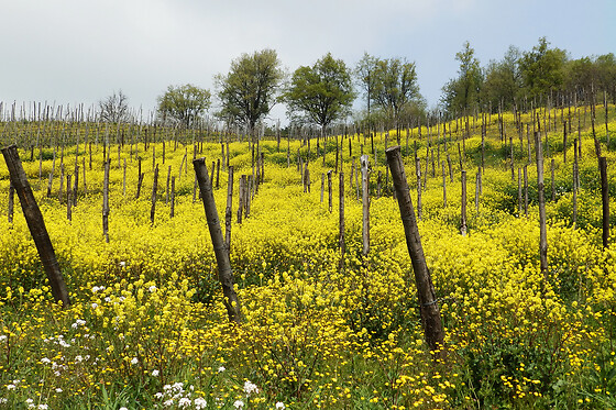 Casè Winery - photo 0