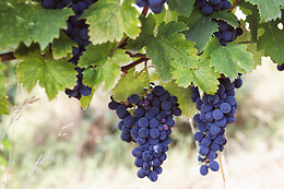 Azienda Agricola Boggero