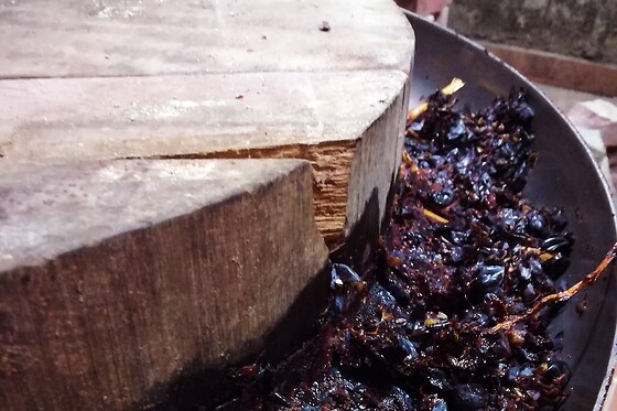 Matrignano Vini - photo 3