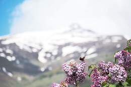 Rifugio Chionea